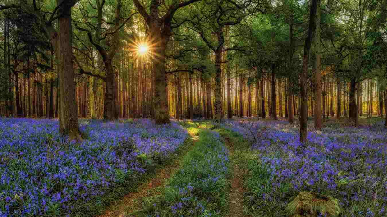 BLUEBELL WOODLANDS Photography - Warks - 20 Apr- 01 May