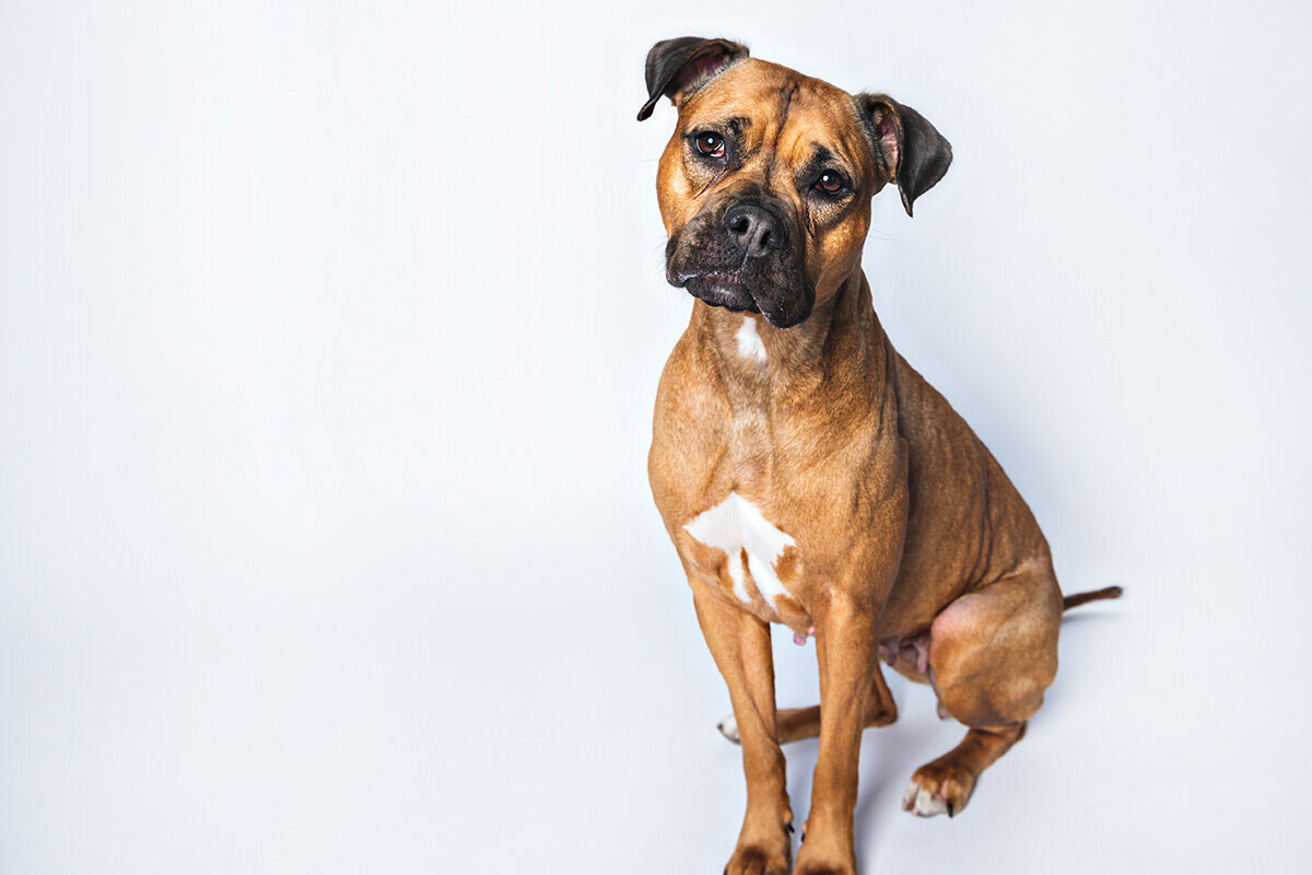 Minneapolis-Dog-Photographer-18-Shuttersmack.jpg
