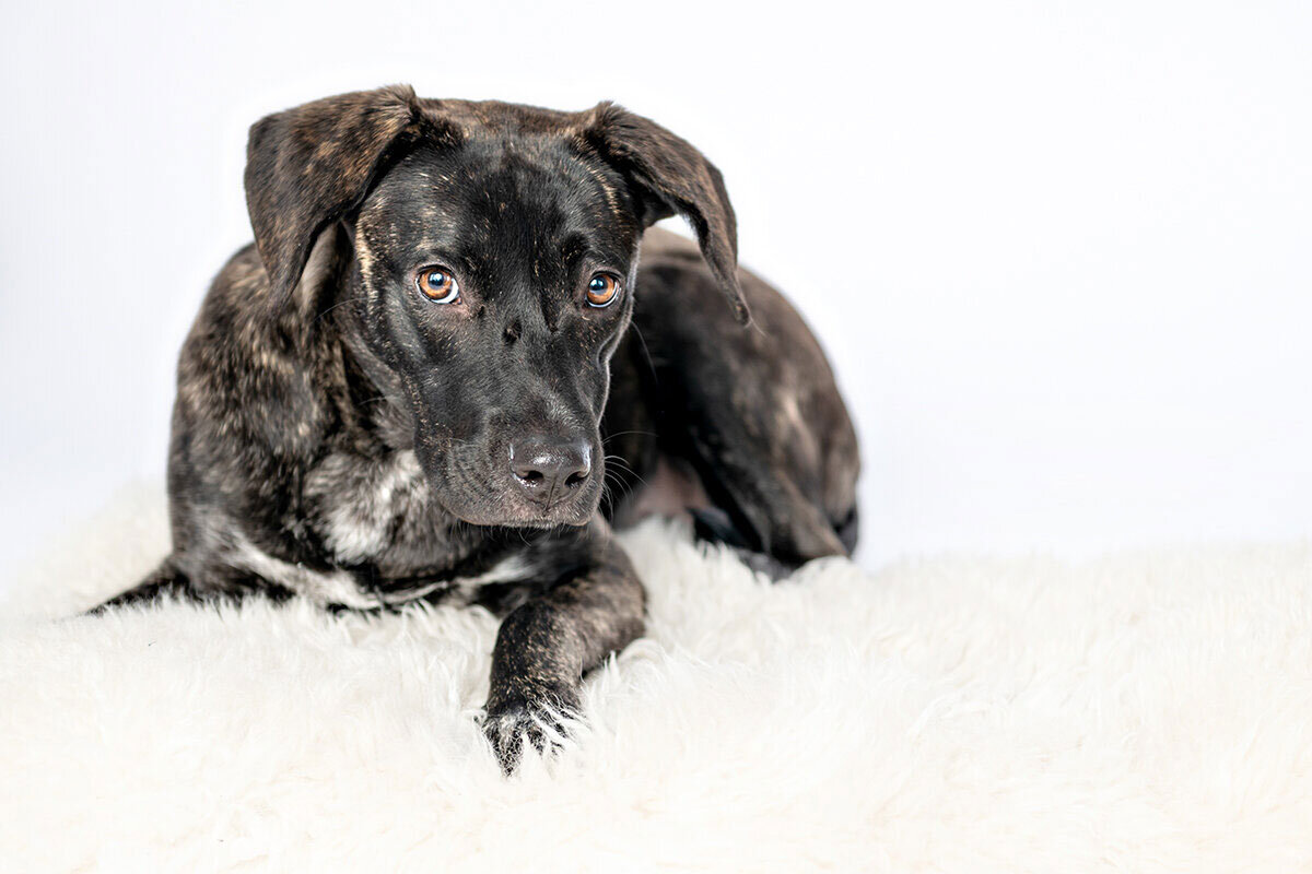 Minneapolis-Dog-Photographer-19-Shuttersmack.jpg