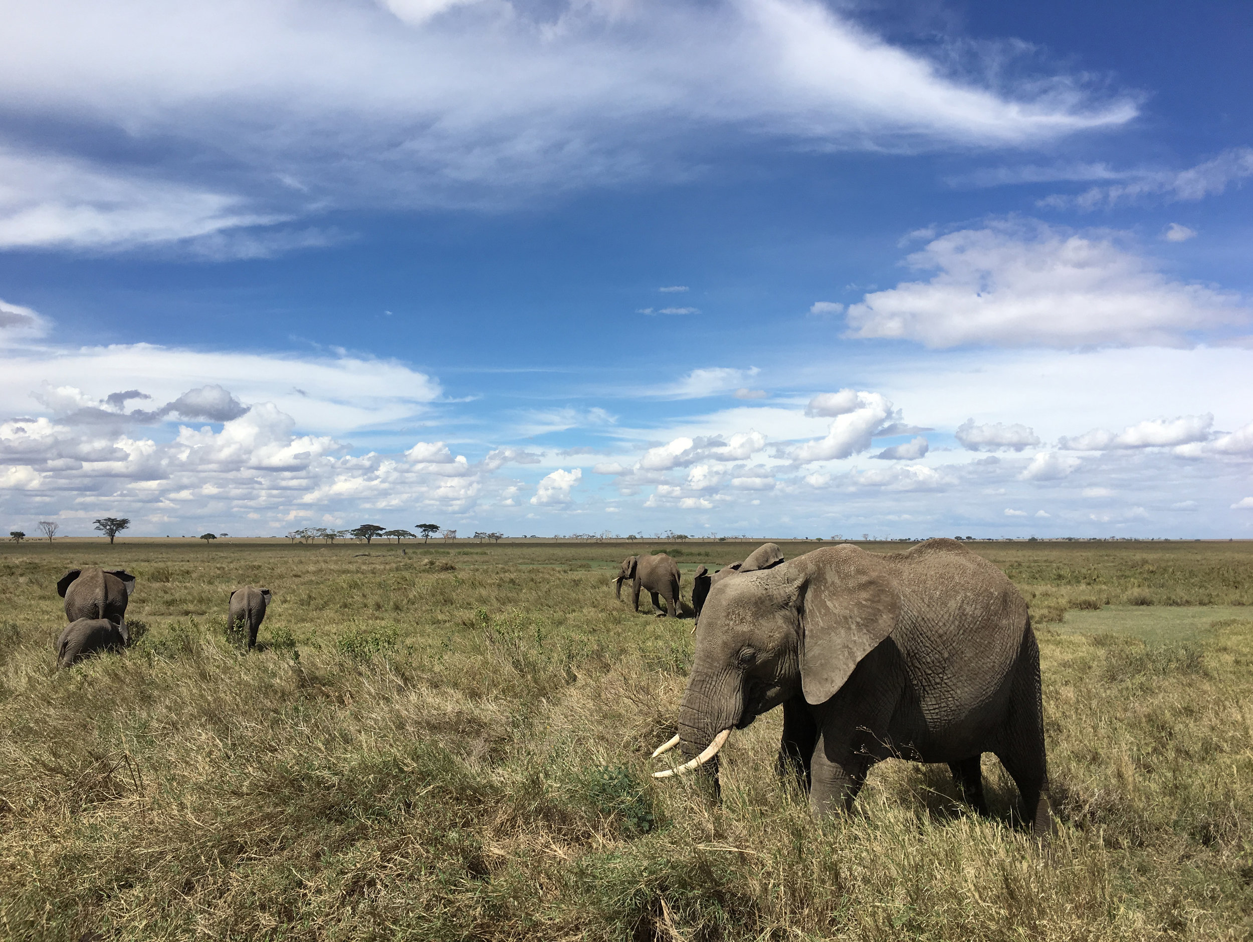 elephants_3515.jpg