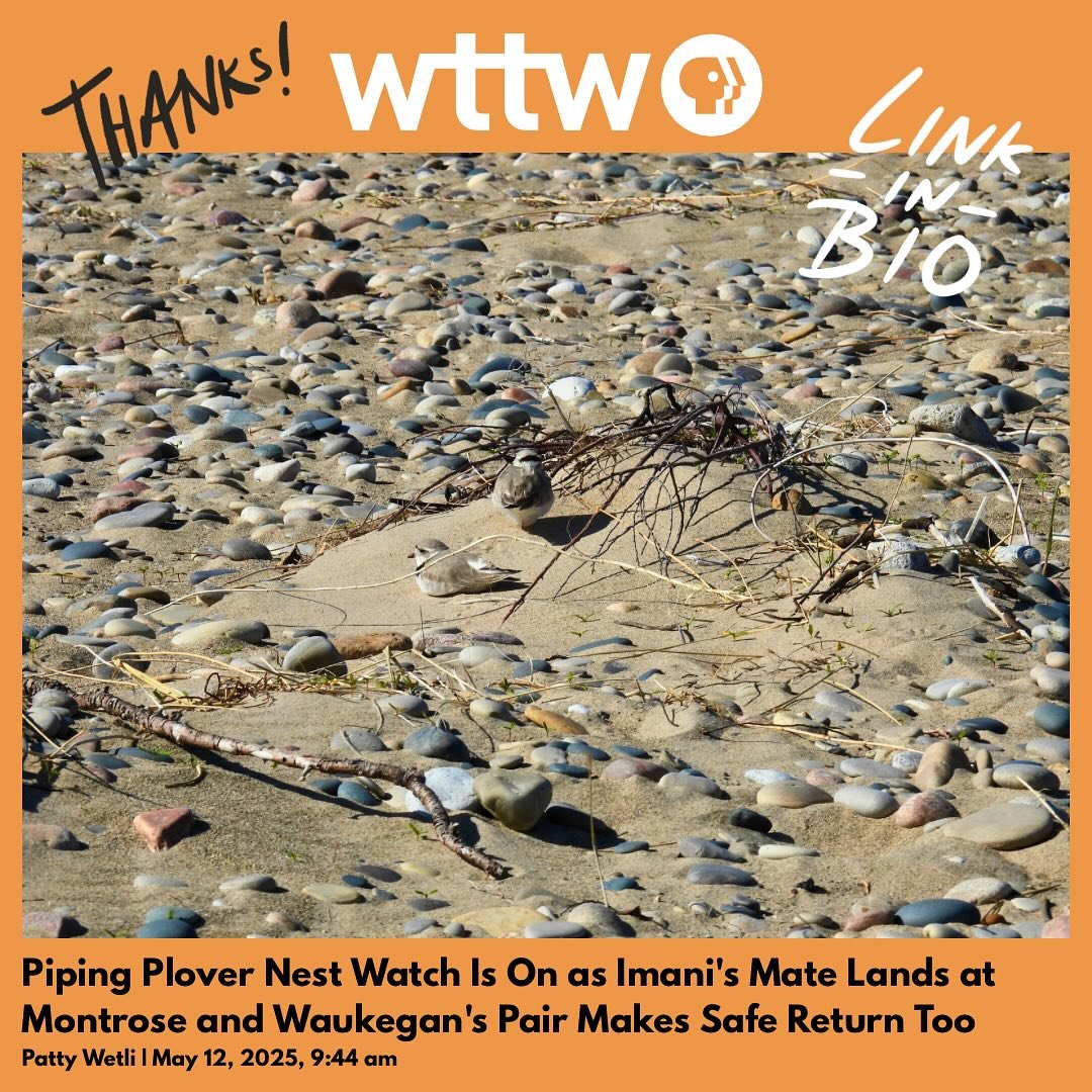 Thanks Patty Wetli at WTTW for sharing the news about our Illinois Piping Plovers!

Link is in the our bio or by copying the link here:

https://news.wttw.com/2025/05/12/piping-plover-nest-watch-imanis-mate-lands-montrose-and-waukegans-pair-makes-saf