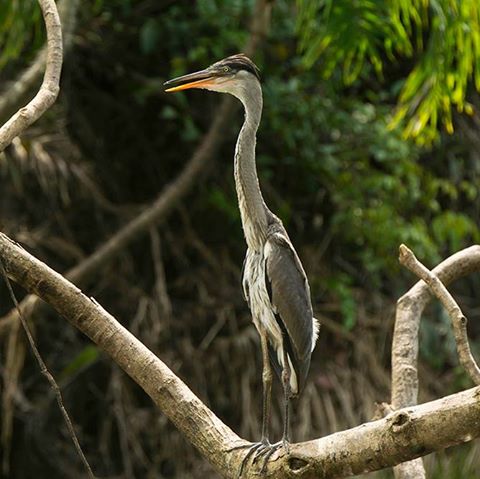 Amazon Lowlands Birding 4D