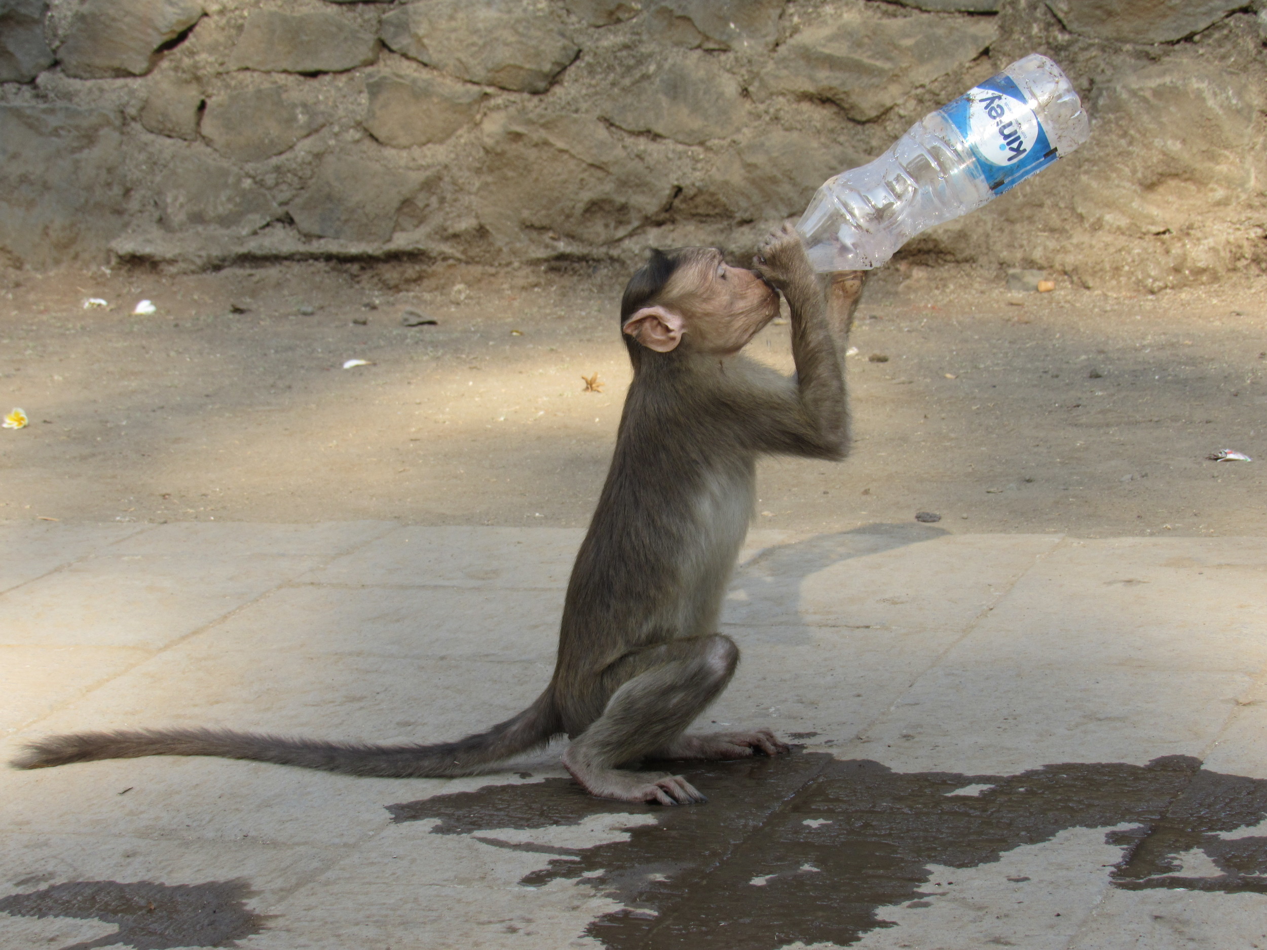 Monkey drinking water.jpg