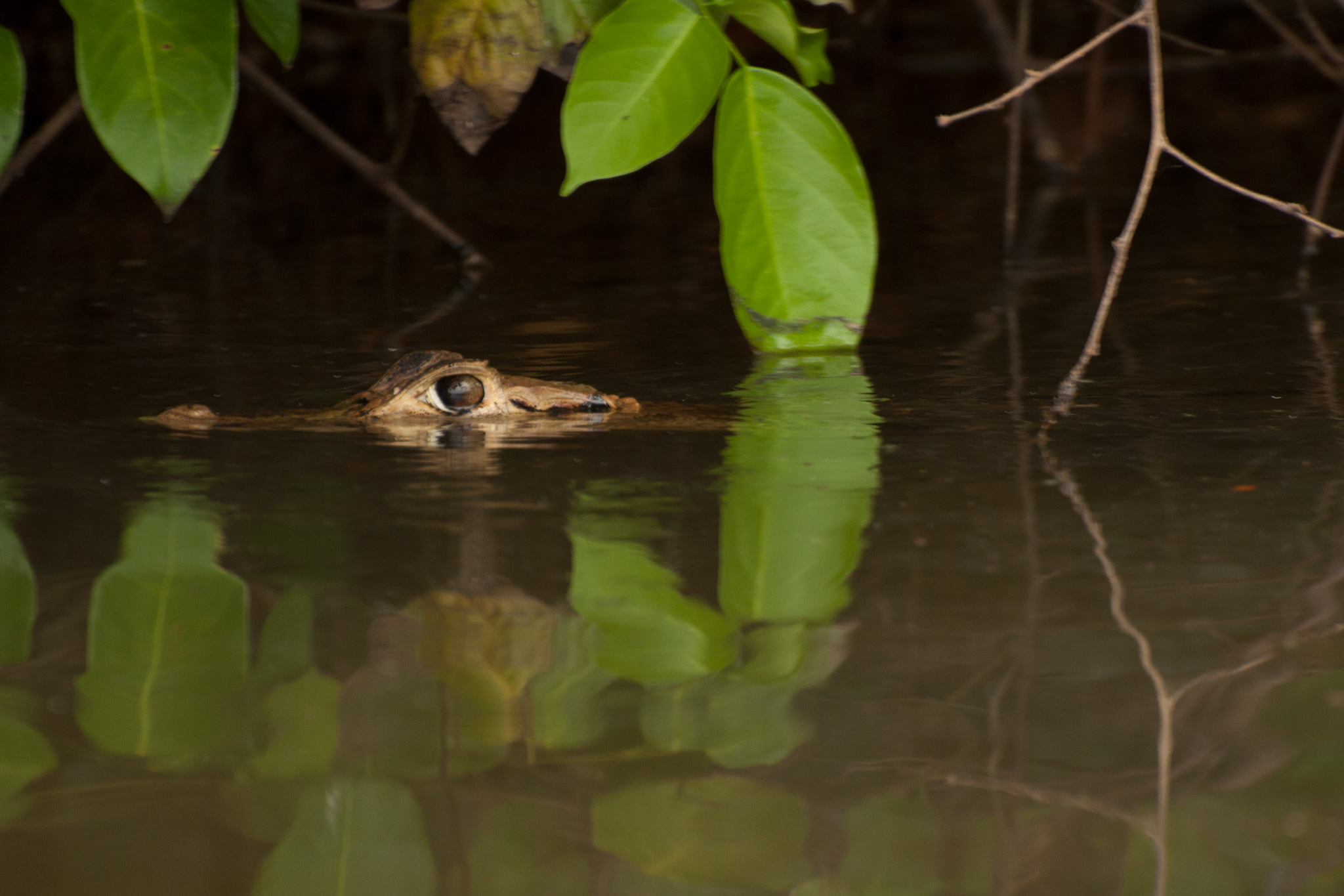 caiman.jpg