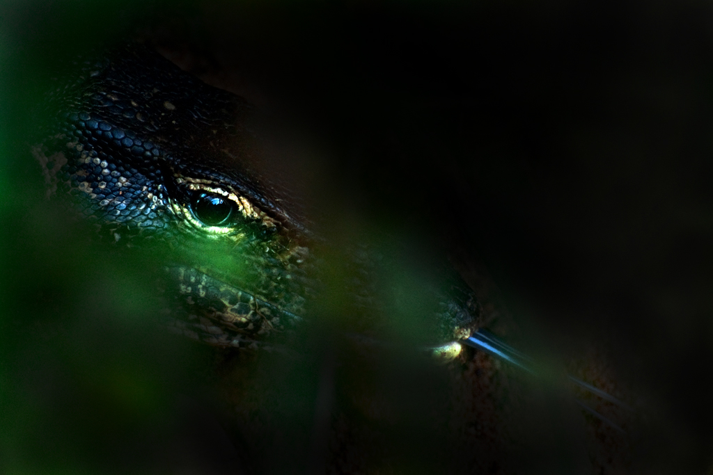 monitor_eye_1024_2.jpg