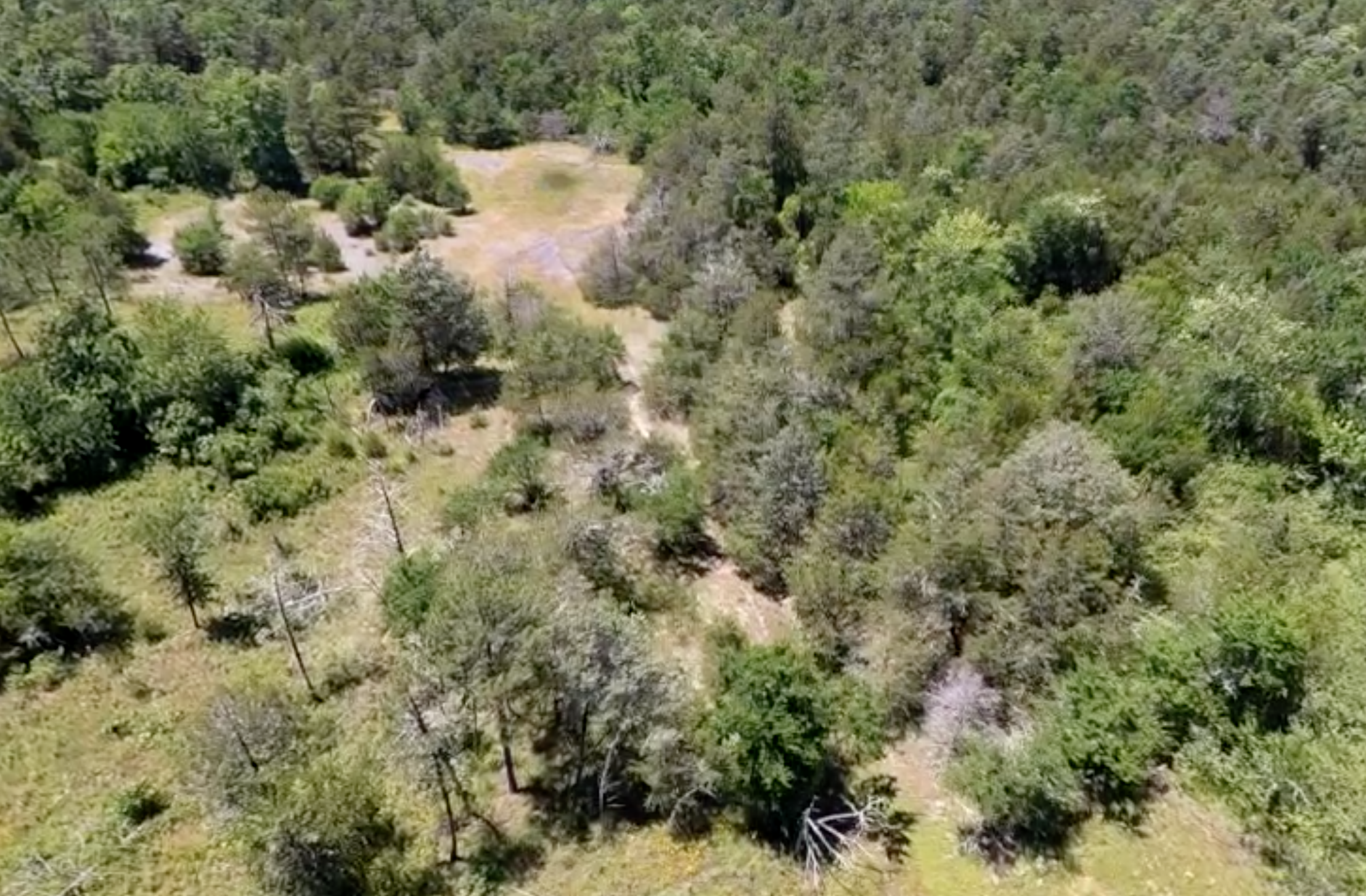 Ouachita Mountains Shale Glade & Woodland, Arkansas
