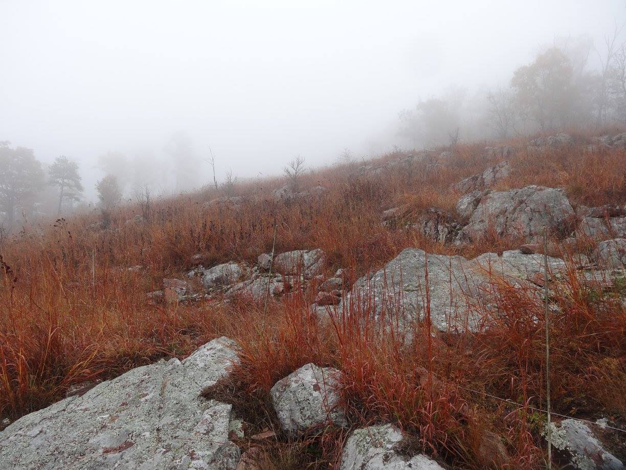 Ozark Highlands St. Francois Mountains Rhyolite Barren, Proffit Mountain, Reynolds Co., MO.