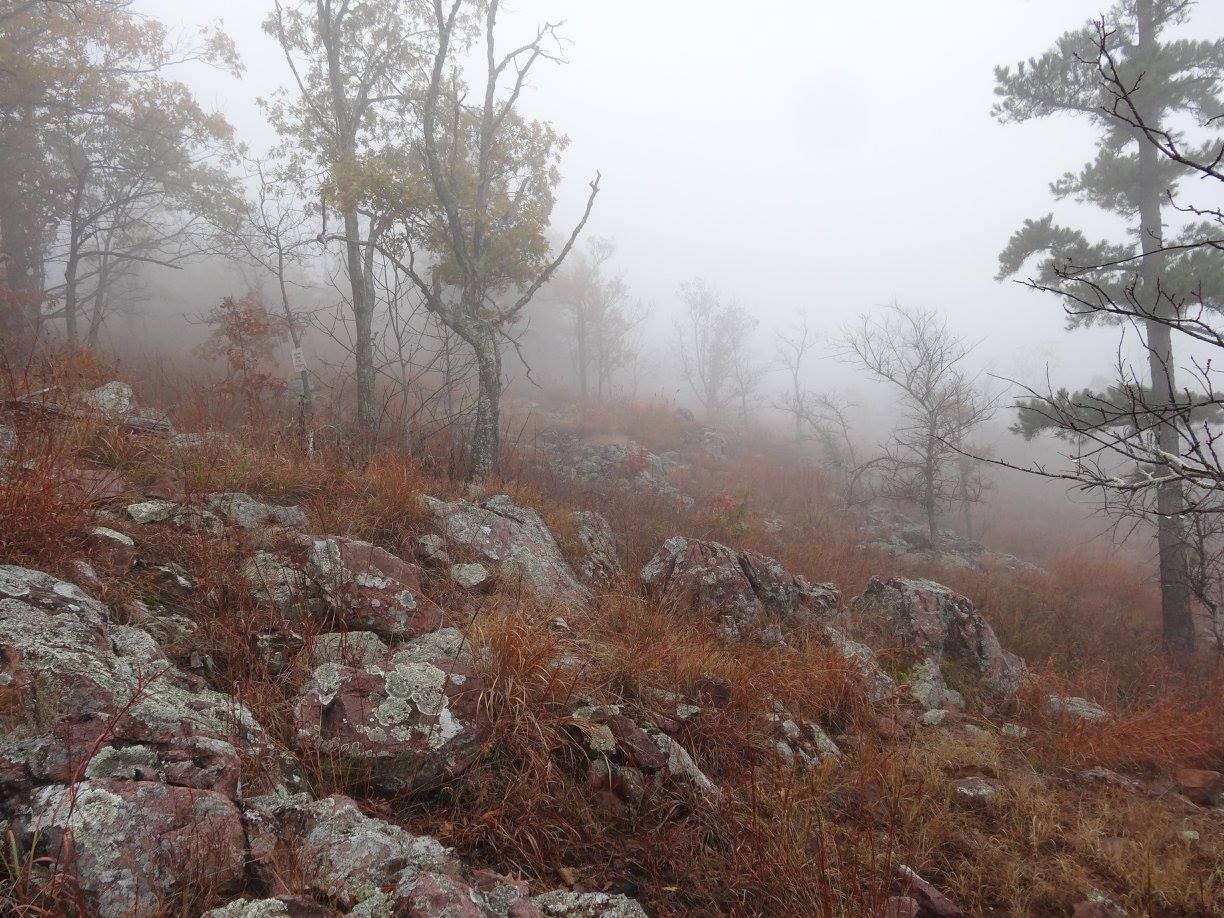 Ozark Highlands St. Francois Mountains Rhyolite Barren, Proffit Mountain, Reynolds Co., MO.