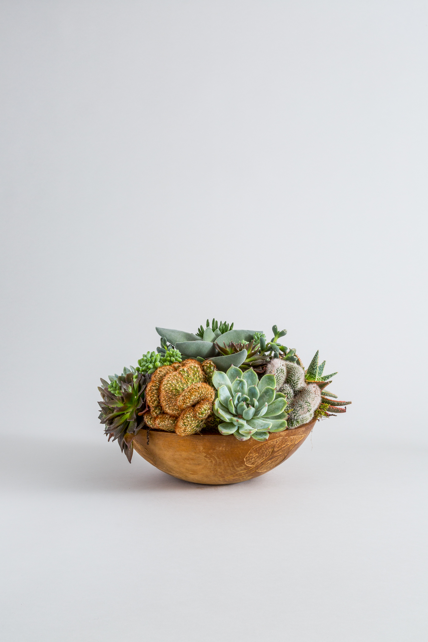 FAT_PLANT_306_FRONT_V3 (1).jpg