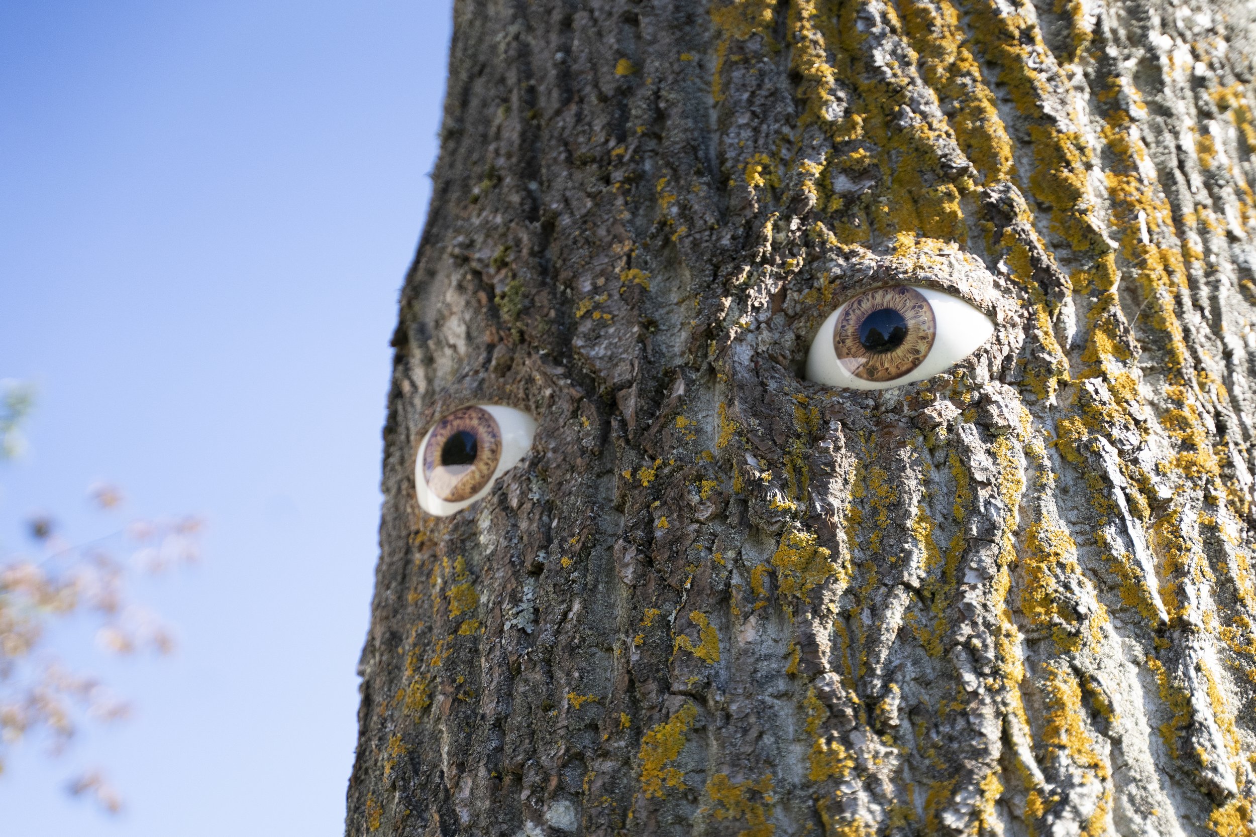 Tale of a Tree Human