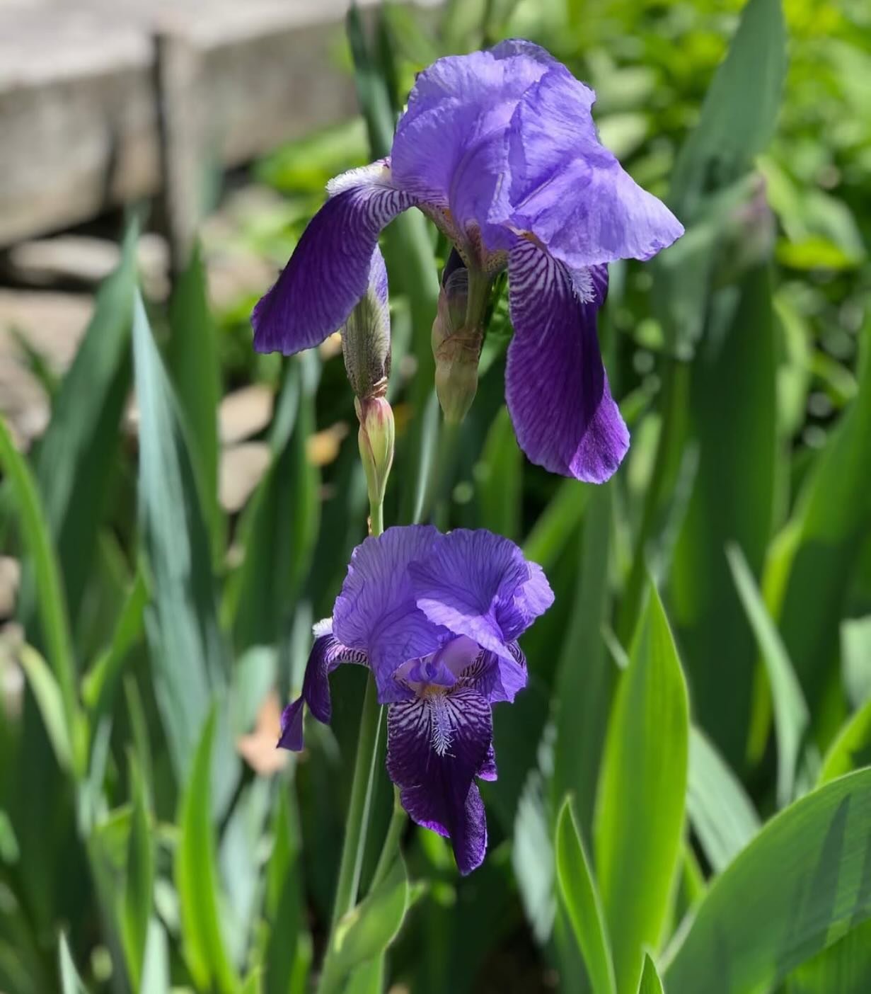 Daniel Chester French kept meticulous records on his Chesterwood garden, from planting layouts to a detailed ledger of his purchases. From those records we know he selected irises to be greeting him as he arrived from NYC to Chesterwood each May 🪻 I