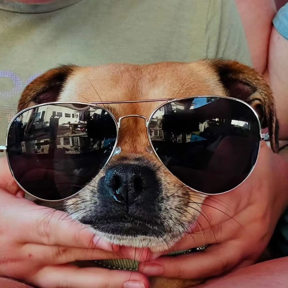 𝐏𝐞𝐠𝐠𝐲 the pug mix took some time and patience to adjust in her foster home but she&rsquo;s coming along and opening up more and more every day!

✔️Loves to go for walks and is great on a leash. Great stamina for long walks but a quick walk is ju