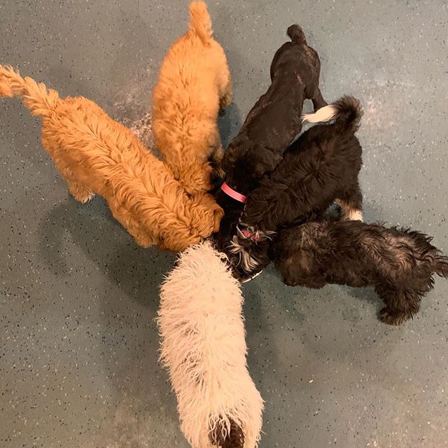 Sharing is caring! Socialization is not just about learning how to play. It is also learning how to share a resource, happily accepting handling, grooming,
and bathing.  Or just being alone in the apartment are just a few other protocols to practice 