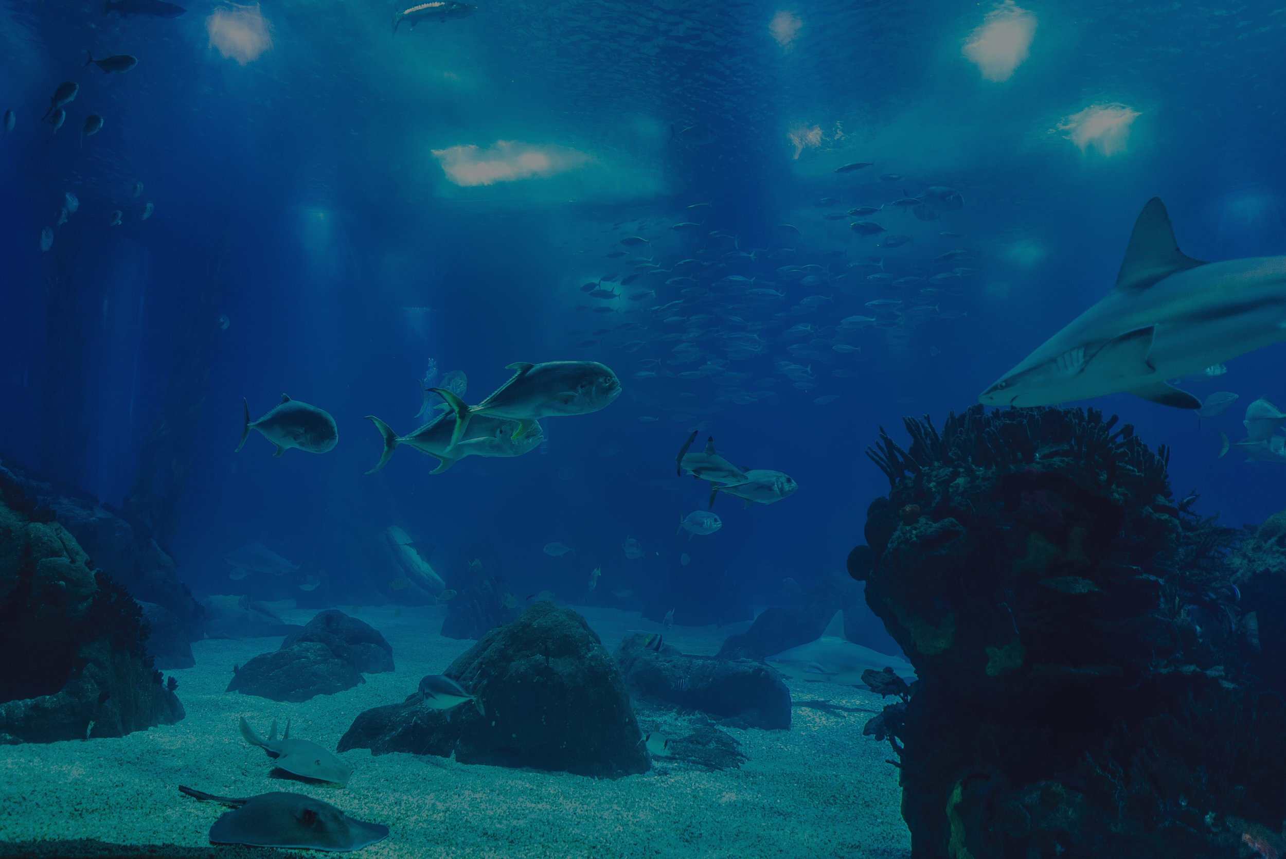 Hand Fee Sharks and Morays.jpg