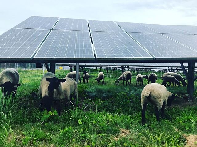 Sheep ➕ Solar ...making the world a better place 🐑 🌎 👌.
.
.
.
.
#gosolar #solarenergy #energyefficiency #greenenergy #renewableenergy #sheep #suffolksheep #farmhappy #innovation #solar #solarpanels #communitysolar #solarfarm #greentech #cleanenerg