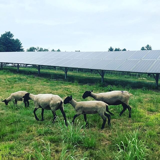 Wishing ewe all a great weekend‼️
.
.
.
#ewe #suffolksheep #agrivoltaic #localag #massachusetts #solar #solarpanels #cleanenergy #ecofriendly