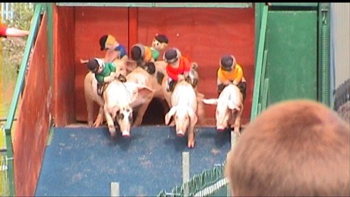 pigs5 8.27.32 PM.jpg