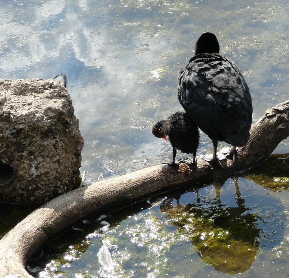 Big pond coots - Father and Son by AJCB.JPG