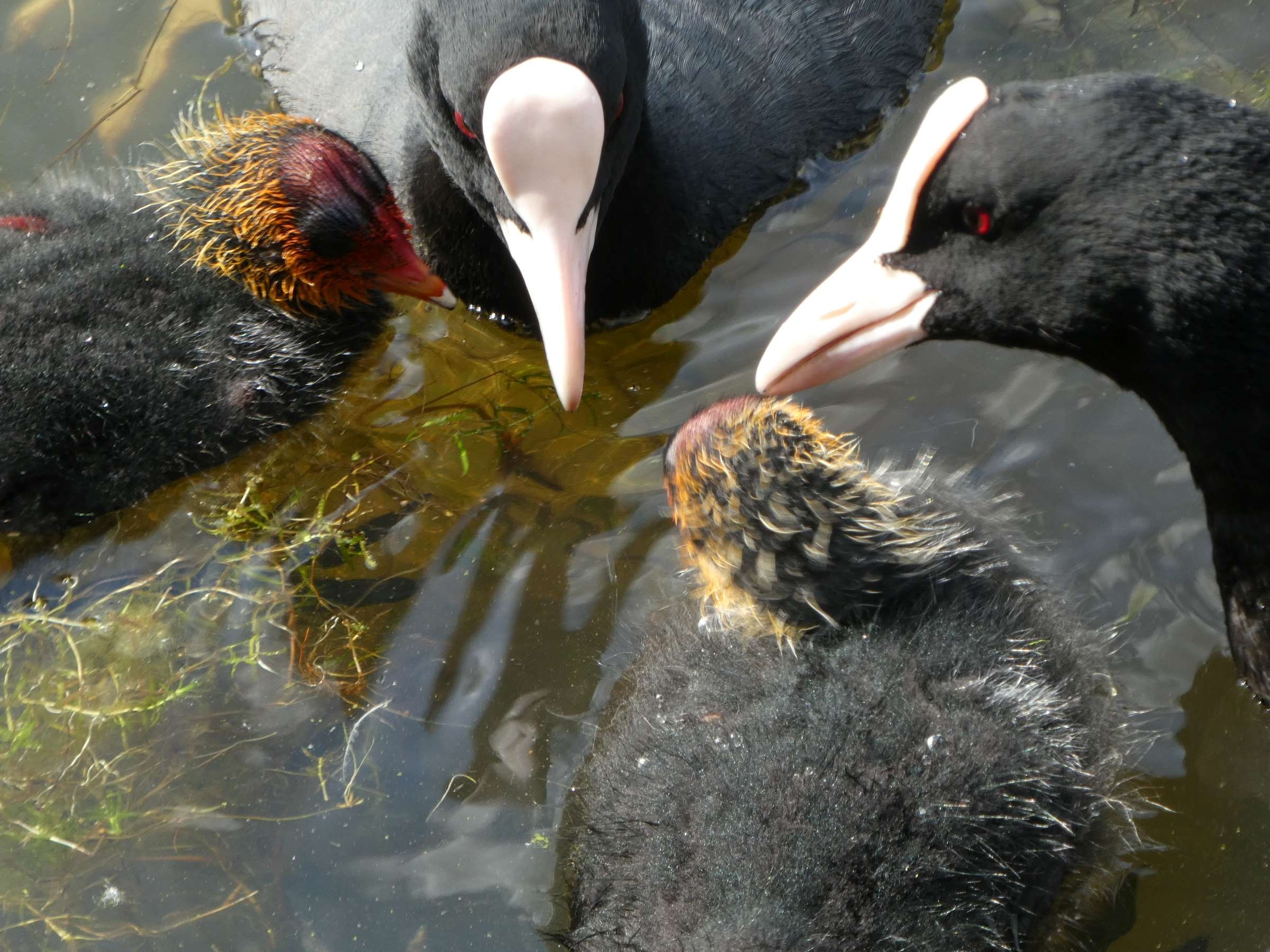 Big pond coot family consult by AJCB.JPG