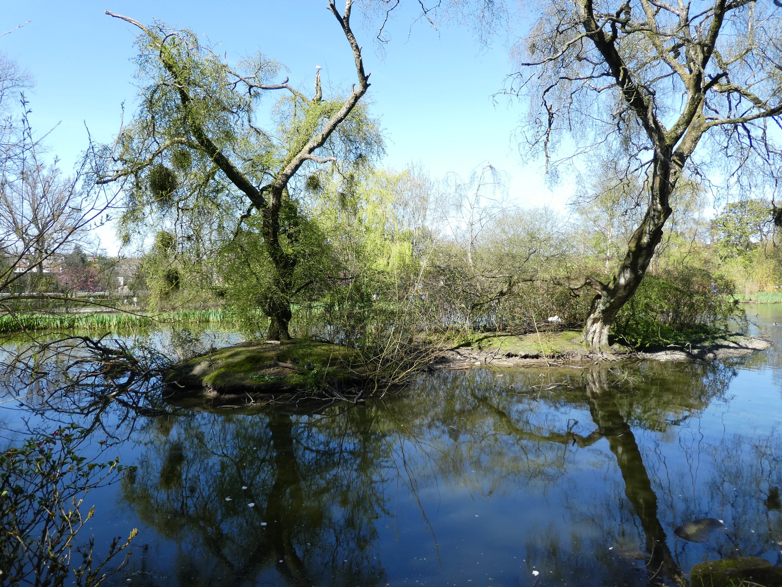 QP wildlife pond with nesting swans 2 by AJCB.JPG
