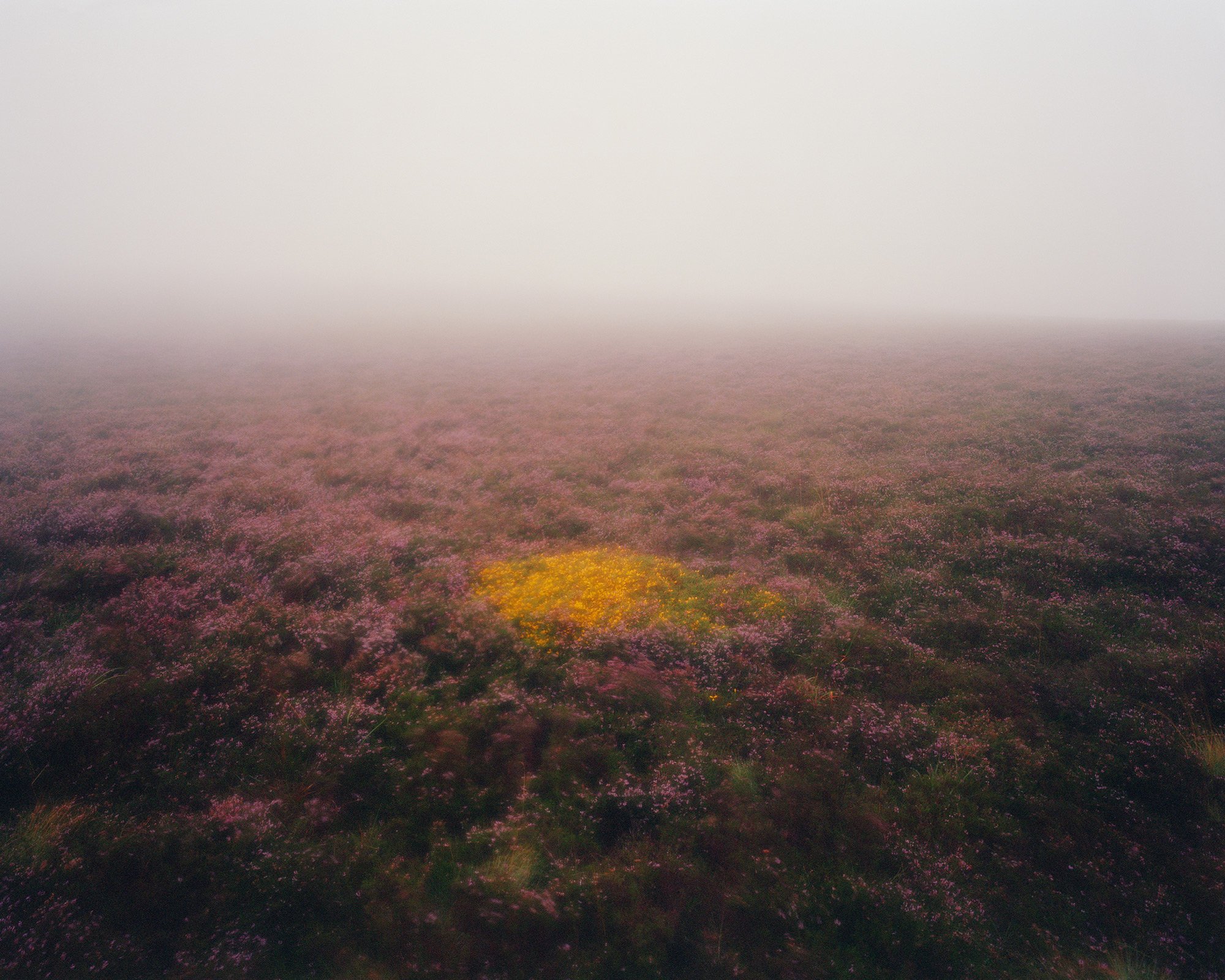 Gorse in Heather, Nicholas J R White