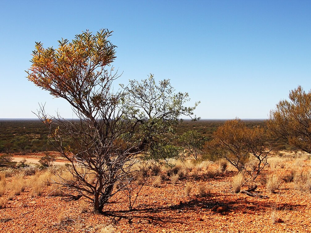 A Sustainable and Ethical Essential Oil