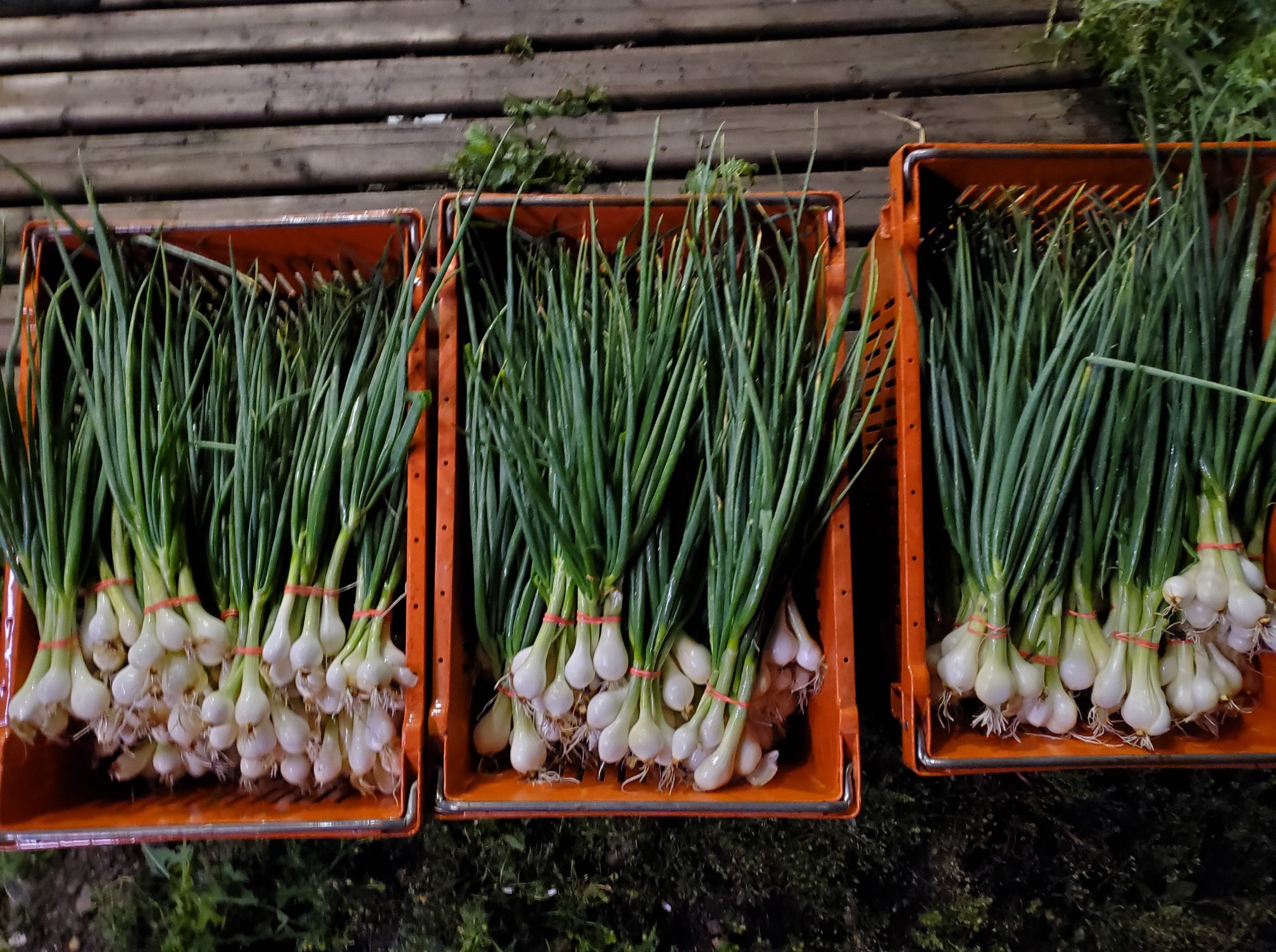 ASG Produce