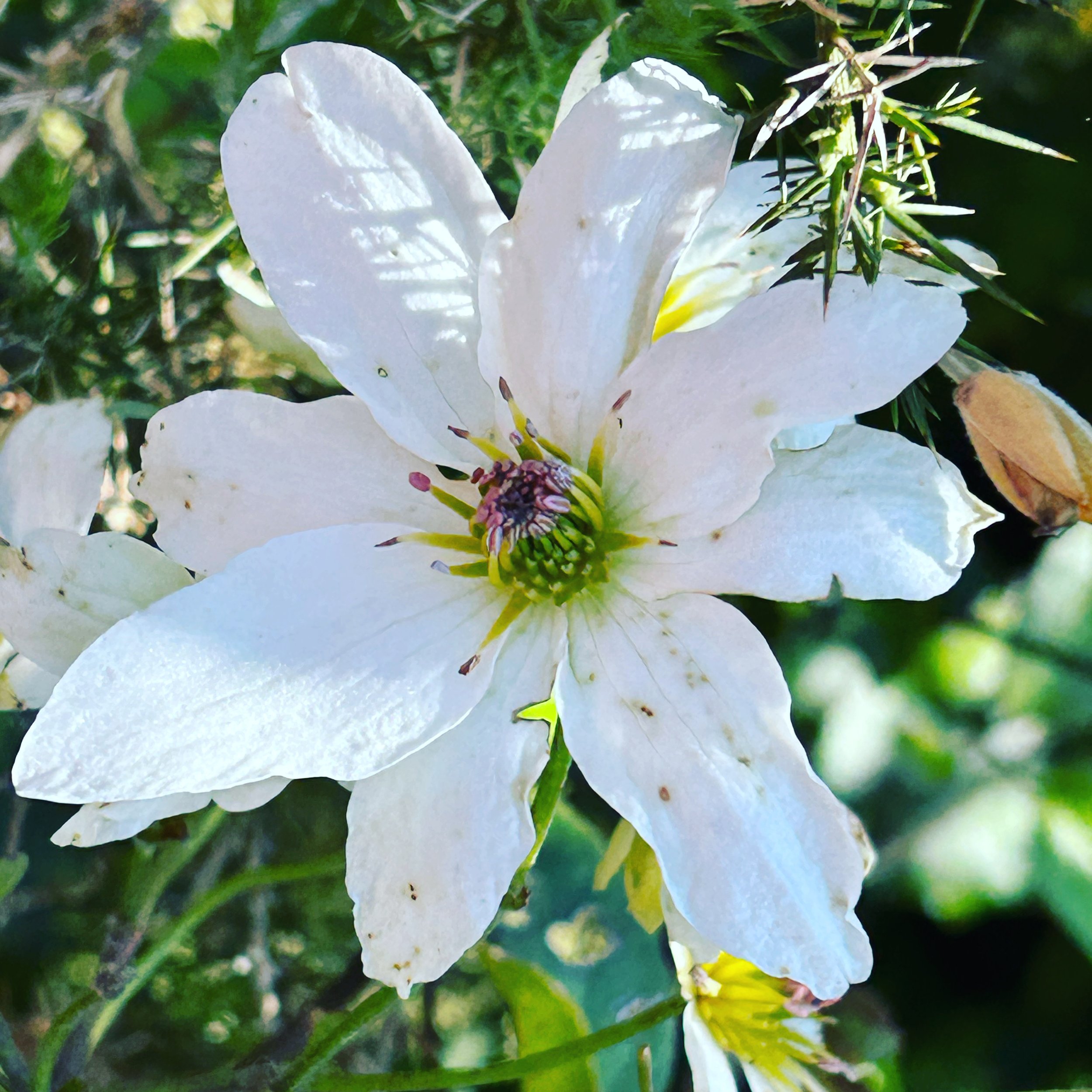 What to look for in Spring - flowers